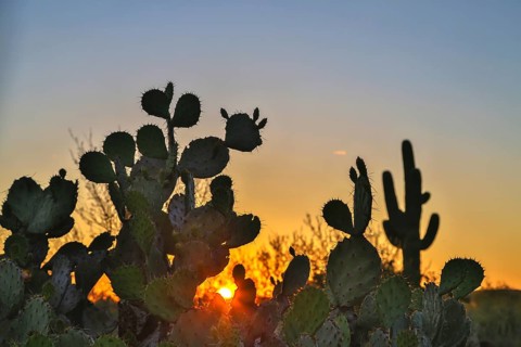 Engelmann's prickly pear cactus (Opuntia engelmannii)