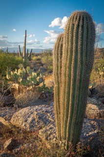 Cactus landscape with young Saguaro cactuses