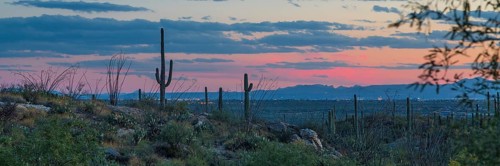 Cactus landscape with saguaro cacti (saguaro) at sunset