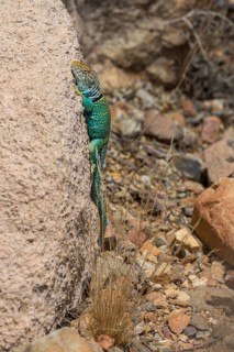 Common Collared Lizard (Crotaphytus collaris) on rock