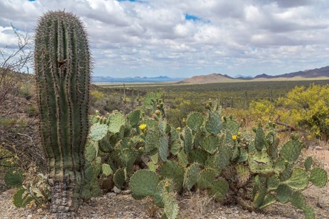 Cactus landscape with young Saguaro cactus (Carnegiea gigantea) and Engelmann's Prickly Pear Cactus (Opuntia engelmannii)
