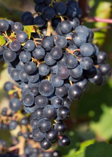 Blue grapes