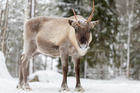 Reindeer (Rangifer tarandus) in snow
