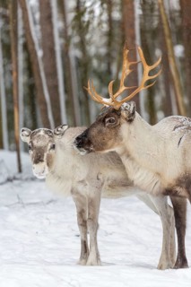 Two reindeer (Rangifer tarandus) in snow