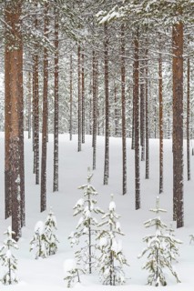 Snowy coniferous forest at the Arctic Circle