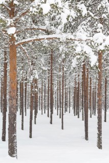 Snowy coniferous forest at the Arctic Circle