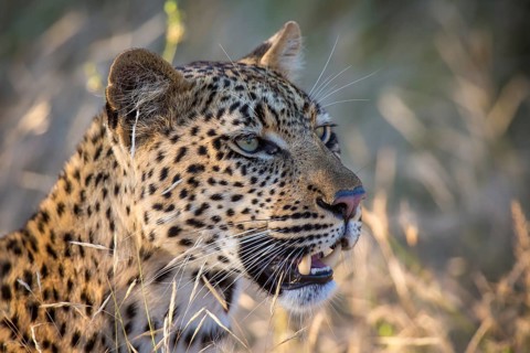 African Leopard (Panthera pardus) looks into the distance