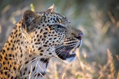 African Leopard (Panthera pardus) looks into the distance