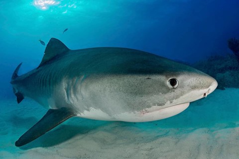 Tiger Shark (Galeocerdo cuvier) on the sea floor