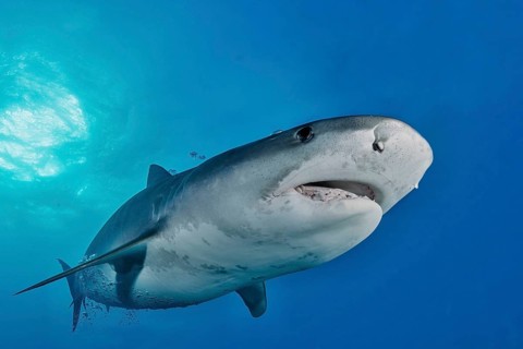 Tiger Shark (Galeocerdo cuvier)
