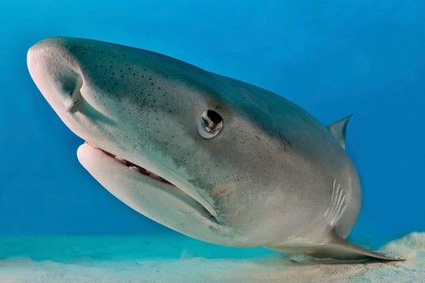Tiger Shark (Galeocerdo cuvier)