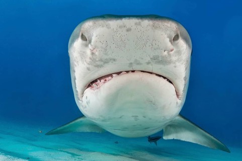 Tiger Shark (Galeocerdo cuvier)