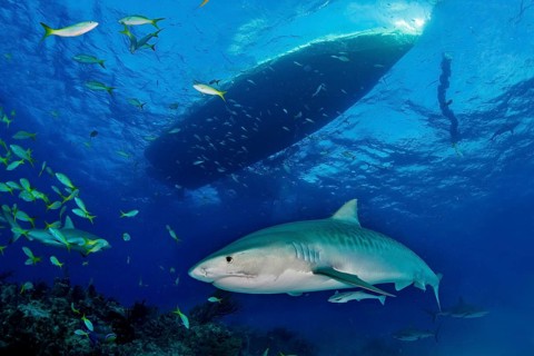 Tiger Shark (Galeocerdo cuvier)