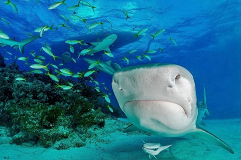 Tiger Shark (Galeocerdo cuvier) with a small school of fish