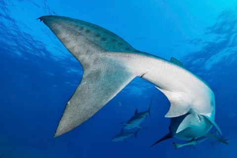 Tiger Shark (Galeocerdo cuvier)