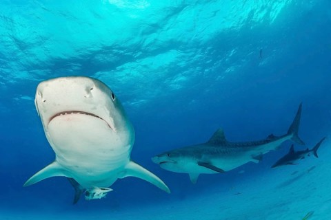 Tiger sharks (Galeocerdo cuvier)