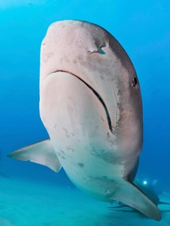 Tiger Shark (Galeocerdo cuvier) from below