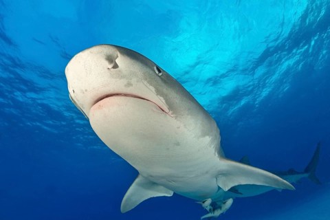 Tiger Shark (Galeocerdo cuvier) from below