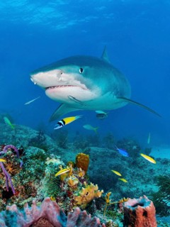 Tiger Shark (Galeocerdo cuvier) over coral reef