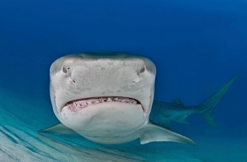 Tiger Shark (Galeocerdo cuvier)