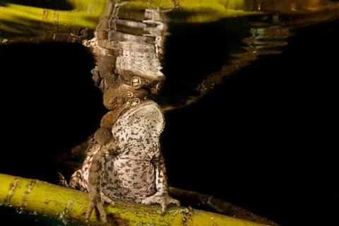 Common toads (Bufo bufo complex) sitting on tree branch underwater