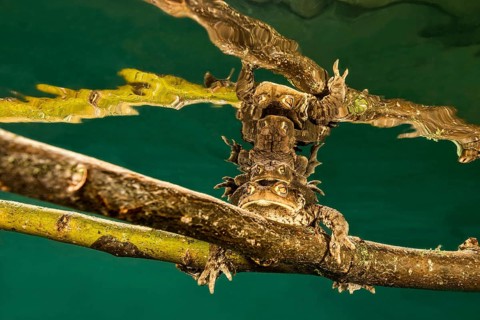 Common toads (Bufo bufo complex) sitting on tree branch underwater