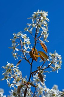Flowering Juneberry (Amelanchier lamarckii) against a blue sky