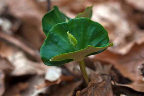 European Beech seedling (Fagus sylvatica)