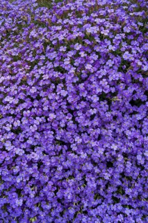 Aubrieta (Aubrieta)