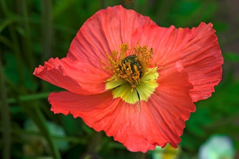 Iceland poppy 'Garden Gnome' (Papaver nudicaule)