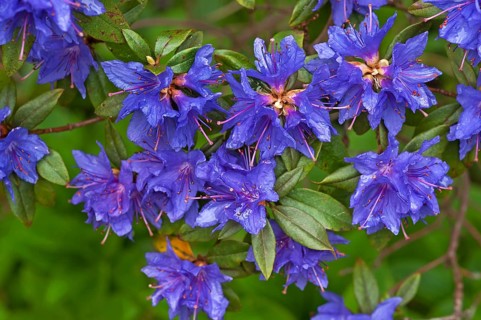 Blue Azalea flowers (Azalea)