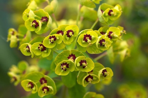 Euphorbia martinii