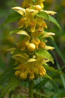 Yellow Archangel (Lamium galeobdolon)