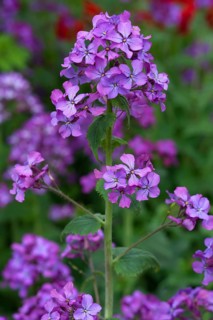 Annual Honesty (Lunaria annua)