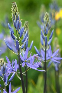 Cussick's Camas (Camassia cusickii)
