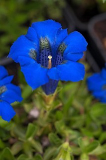Stemless Gentian (Gentiana acaulis)