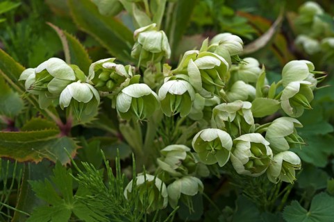 Holly-leaved Hellebore (Helleborus argutifolius)