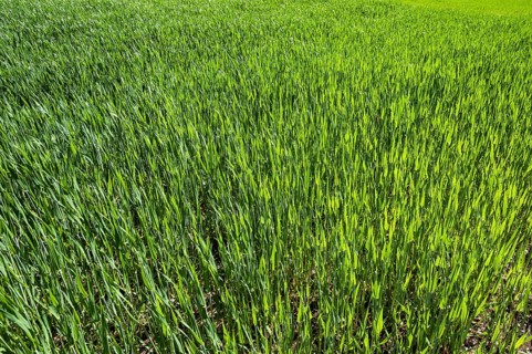 Young Winter wheat (Triticum)