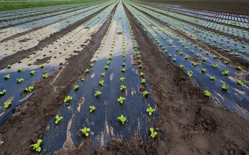 Early vegetable growing