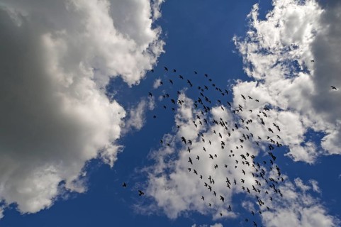 Flock of homing pigeons against cloudy sky