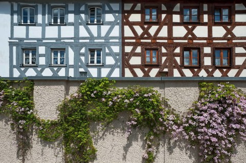 Flowering Clematis (Clematis) on a wall