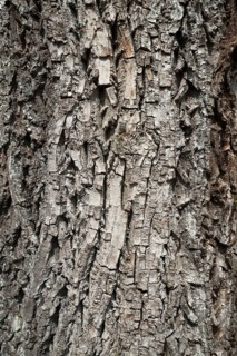 Bark of a Walnut tree (Juglans sp.)