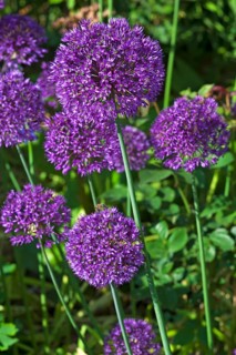 Giant Onion (Allium giganteum)