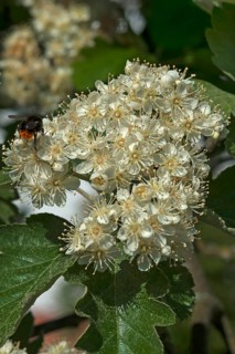 Blossoms of Common Whitebeam (Sorbus aria)