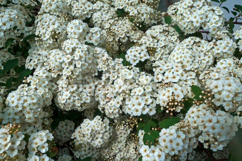 Blossoming Vanhoutte spirea (Spiraea x vanhouttei)