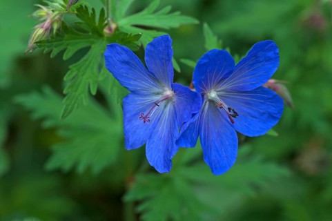 Meadow cranesbill (Geranium pratense)