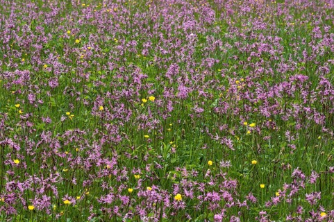 Meadow with blossoming Ragged Robin (Lychnis flos-cuculi) and buttercup (Ranunculus)