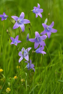 Spreading bellflower (Campanula patula)