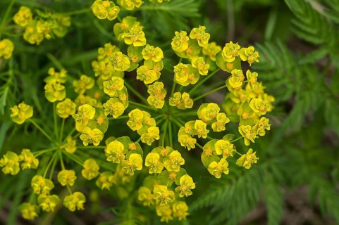 Cypress spurge (Euphorbia cyparissias) flowers