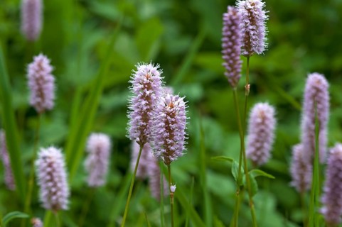 Bistort or European bistort (European Bistorta officinalis) flowers